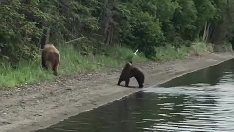 Wild bears