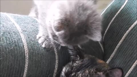 Cute Little Kitten Giving Mamma Cat A Bath