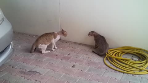 Real Cat Fighting