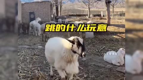 Sheeps and Goats angry