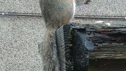 Squirrel Eating Cashews.