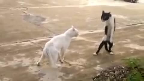 The funniest and coolest cats, video compilation