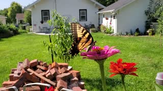 Beautiful butterfly with the flowers