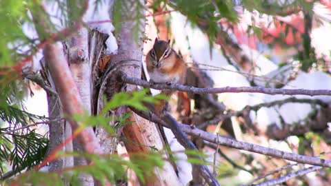 Chipmunk High Up In A Tree