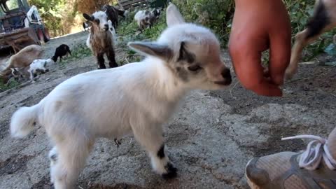 Baby little Goats too Cute !!!
