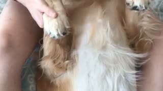 Golden Retriever loves his paw massage