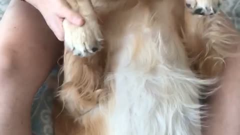 Golden Retriever loves his paw massage