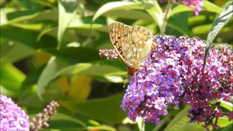 Day 27 of #30DaysWild 2020 - My First Fritillary Butterfly!