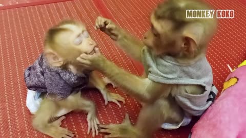 What Are They Talking About? Get Up Early Morning, Baby Koko Say "Good Morning" To Tiny Monkey Judy