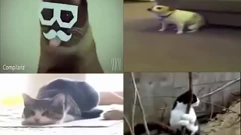 Most funny cats and dogs singing and dancing video you would love to watch.