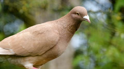 See this beautiful pigeon in its luster