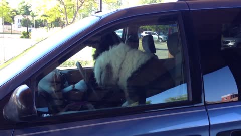 Woman Pulls Over Dog Going For Minivan Joyride