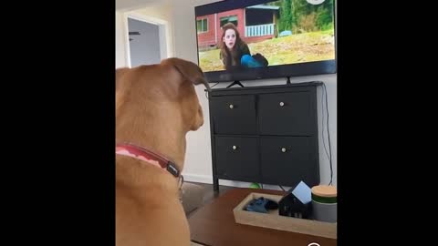 when a dog watching TV | news | wild creature