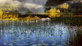 Storm over waterlilies