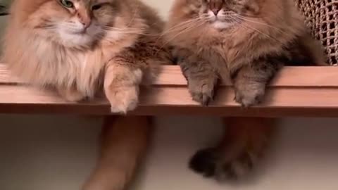 Chill with your best friend 😉| cute funny cats