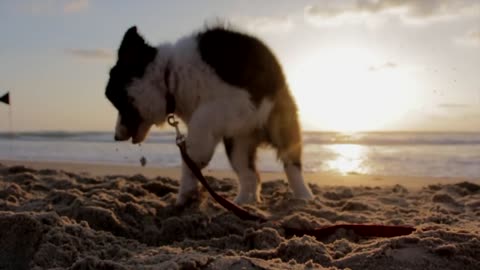 A cute dog playing near the beach