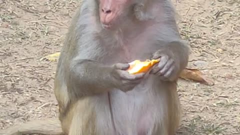Monkey eating fruit 🍑🍓