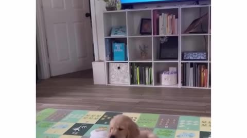 Puppy Love: Hilarious Dog and Baby Playtime!