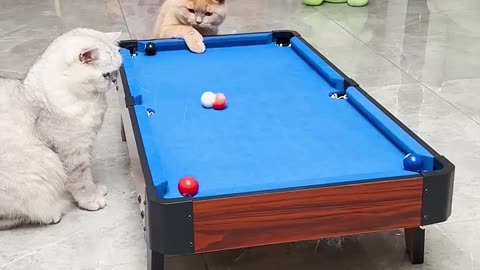 Cat cheated while playing