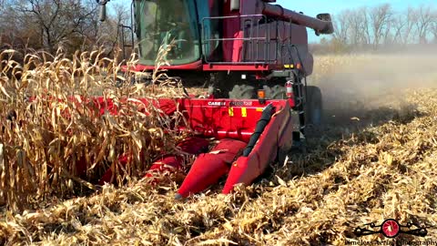 Combine Harvesting Corn Beautiful Fall Day 4K Drone Footage