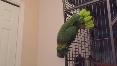 Parrots just wanna have fun