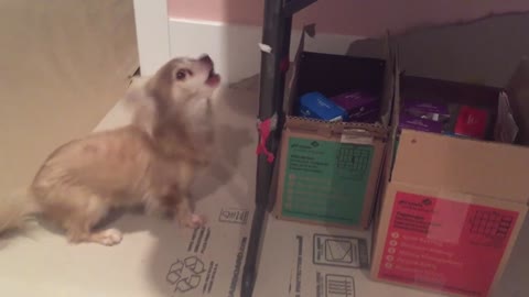 Chihuahua exhibits sheer determination for cookie time