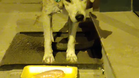 Poor Injured dog chooses sausage over raw chicken