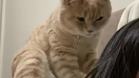 cat doing massage funny cat ( cats & kittens )