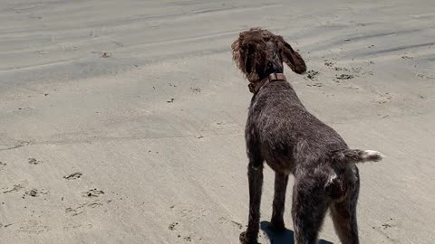 Dog loves watching the ocean