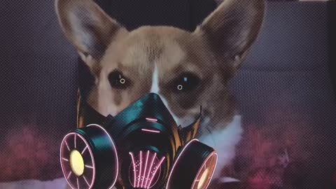 Corgi Bane