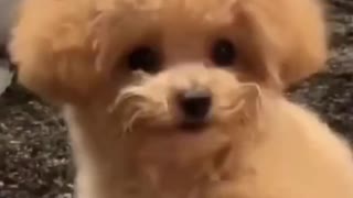 FUNNY CUTE MINI POMERANIAN | NOW GIVE ME THE TREAT