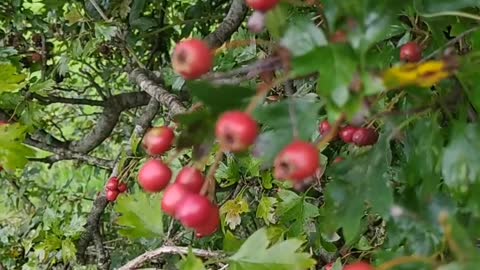 Hawthorn fruits,autumn harvest