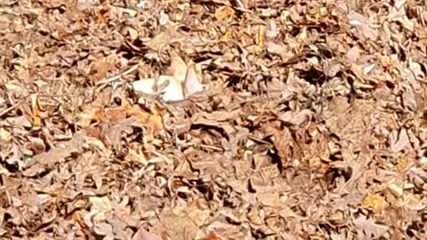 Just a Frenchie trying to get her favorite ball our of a pile of leaves