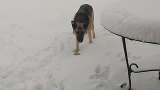 Dog having fun in the Snow in AZ