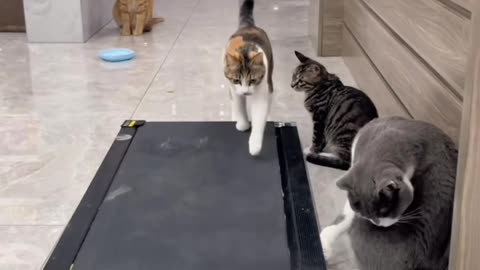 Cats doing exercises Very funny video😅😂