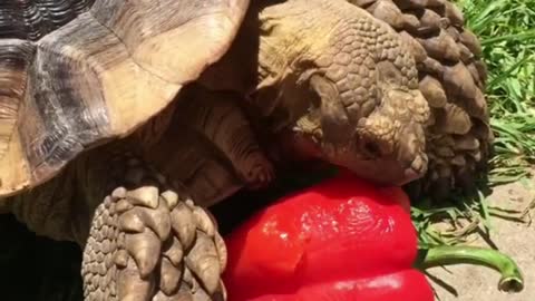 Turtle Eats Red Chili Pepper