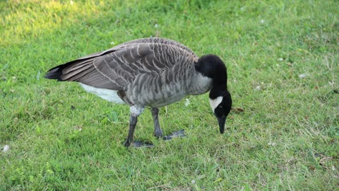 Canadian goose picking something to eat in the park