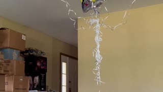 Dog attacking balloons