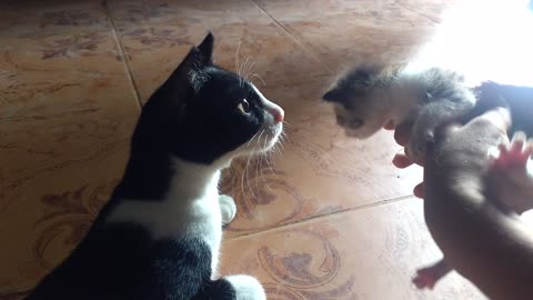 Big Brother cat meets little kitten for first time