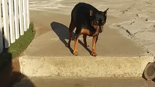 Dog got scared for trying going down the stairs