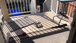 Dog overcame fear for stairs