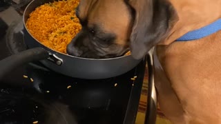 Doggy Steals a Feed From Stovetop