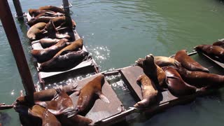 Noisy sea lions sunning on the docks