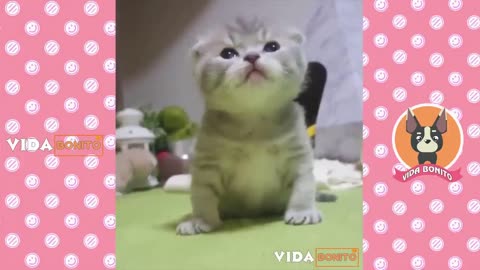 cute cats around the world (cuddly) 1