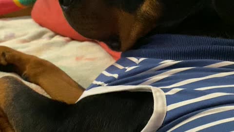 Rottweiler Recovering From Surgery Watches Jumanji