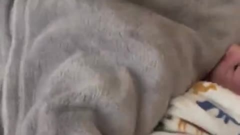 Awesome husky plays with a newborn child..it's amazing