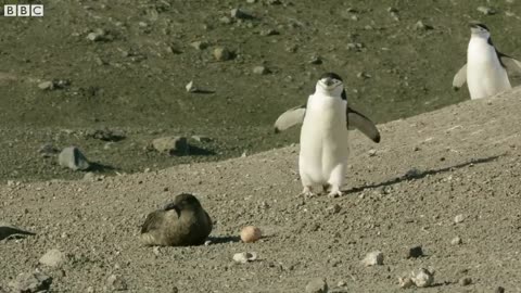 Chinstrap Penguins Chase Off Daring Egg Thief | Seven Worlds, One Planet | BBC Earth