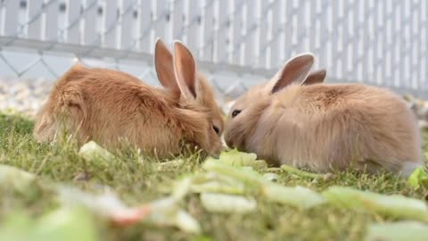 Nostalgic bunny eating