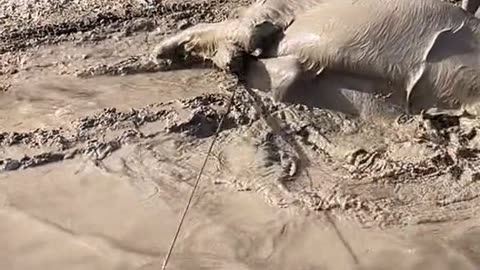 Golden Retriever Slips Into Mud Bath