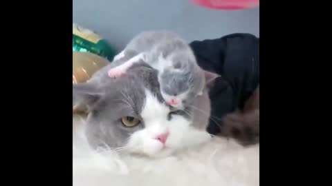 Most Adorable Kitten Mother Cat Compilation of 2021 Must Watch